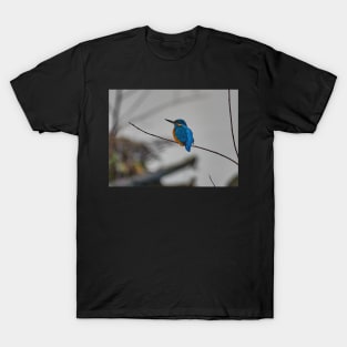 Kingfisher T-Shirt